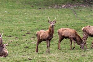 a group of deer standing in a field photo