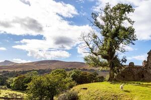 Sunny landscape with an ancient tree and ruins, rolling hills in the background, and a clear blue sky with clouds. photo