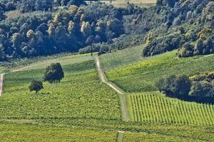 Scenic view of a lush vineyard with rows of grapevines and a dirt path under a clear sky. photo