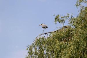 Solitary heron perched on a willow branch against a clear blue sky. photo