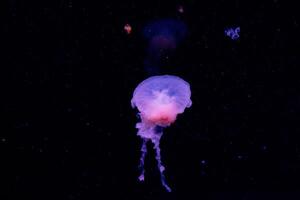 Jellyfish swimming in dark water with a subtle glow, showcasing marine life in a tranquil underwater scene. photo