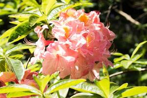 Bright pink rhododendron flowers in full bloom, with lush green leaves in a sunny garden setting. photo