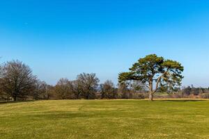 Serene landscape with a solitary tree on a clear day, showcasing vibrant green grass and a spacious blue sky. photo