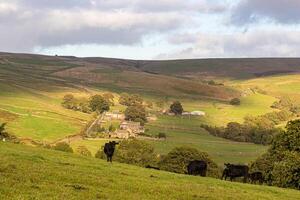 idílico rural paisaje con vacas pasto, laminación sierras, y un pequeño pueblo anidado en un lozano Valle debajo un nublado cielo en Yorkshire valles. foto