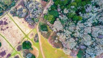 aéreo ver de un vibrante bosque con un devanado suciedad camino, exhibiendo el natural paisaje y diverso vegetación patrones. foto