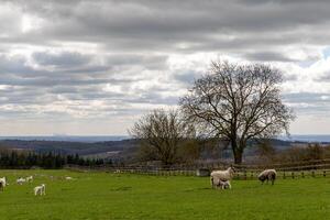 Sheep grazing in a lush green field with a large tree and cloudy sky in the background. photo