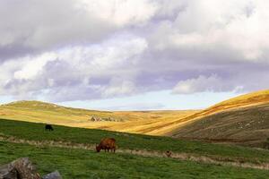 idílico rural paisaje con vacas pasto en verde colinas debajo un nublado cielo en Yorkshire valles. foto