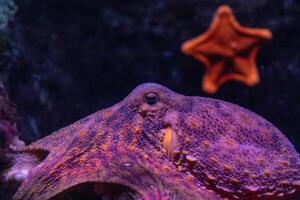 de cerca de un vibrante púrpura pulpo camuflado en contra un coral arrecife con un estrella de mar en el antecedentes. foto