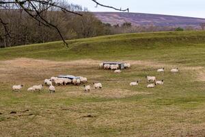 Flock of sheep grazing on a lush green hillside with trees and a hilly backdrop. photo