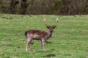 Fallow deer with antlers standing in a green field with trees in the background. photo