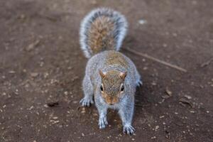 Curious gray squirrel on a dirt background, looking at the camera. photo