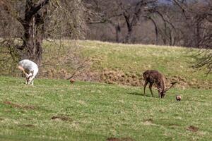 dos ciervo pasto pacíficamente en un lozano verde prado con arboles en el antecedentes en un soleado día. foto