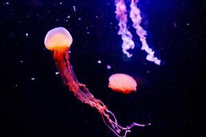 Two glowing jellyfish swimming in dark blue water, with long tentacles trailing behind. photo