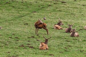 Herd of deer resting and grazing on a lush green field with one deer standing and looking back. photo