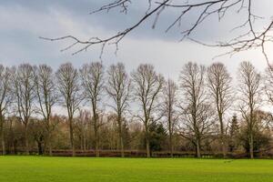 Serene park landscape with lush green grass and a row of tall bare trees against a cloudy sky. photo