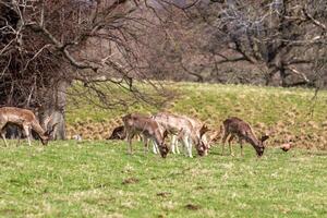 manada de ciervo pasto pacíficamente en un lozano verde prado con arboles en el antecedentes. foto