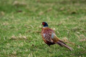a pheasant standing in a field with grass photo