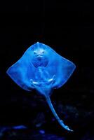 Blue illuminated stingray swimming gracefully in dark underwater environment. photo