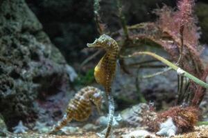 Seahorses swimming near ocean floor amidst coral and marine plants. photo