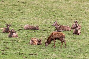 Herd of deer resting and grazing on a lush green meadow. photo