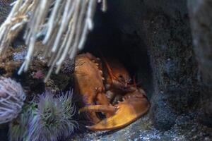 cangrejo ocultación en un rocoso submarino hendedura rodeado por marina flora. foto