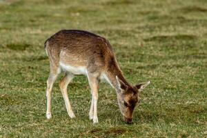 A young deer grazing on a green meadow, with a soft focus background. photo