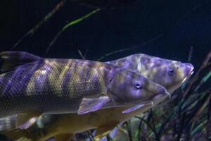 Two fish swimming in dark underwater scenery with a focus on their patterns and textures. photo