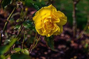 Vibrant yellow rose in bloom with dark green foliage background. photo