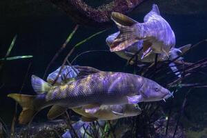 submarino ver de pescado nadando entre acuático plantas en un tenuemente iluminado acuario ambiente. foto