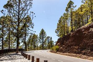 soleado montaña la carretera con pino arboles y claro azul cielo en tenerife foto