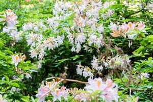 Blooming rhododendron bushes with vibrant flowers and green foliage. photo