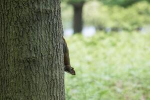 Chipmunk peeking from behind a tree trunk in a lush green park setting. photo