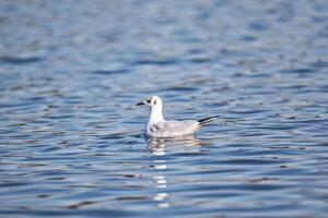 Single seagull floating on calm blue water with clear space for text. photo