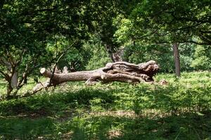 caído árbol en un lozano verde bosque con luz de sol filtración mediante el hojas. foto