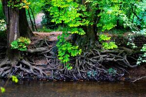 Exposed tree roots along a tranquil forest stream, showcasing natural beauty and intricate patterns. photo