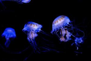 Glowing jellyfish swimming in the dark ocean depths, showcasing bioluminescence. photo