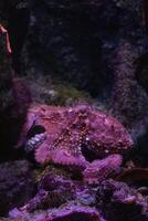 Camouflaged octopus blending with purple coral reef in a tranquil underwater scene. photo
