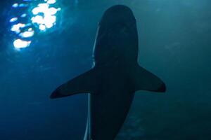 Silhouette of a shark underwater with light rays penetrating the ocean surface above. photo