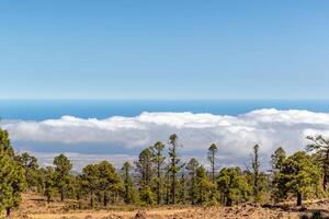 Scenic view of pine trees with a cloud inversion and blue sky in the background in Tenerife. photo