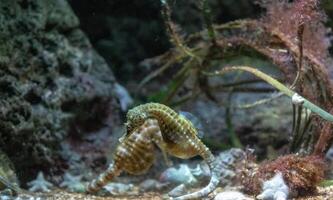 Seahorse swimming near the ocean floor amidst coral and marine plants. photo