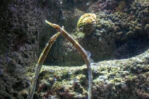 submarino escena con un aguja camuflado entre rocas y algas. foto