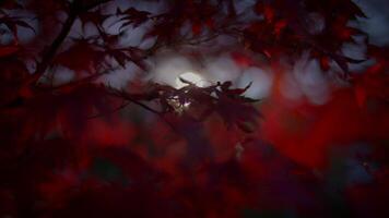 idilliaco vivido vivace fogliame colori nel autunno stagione ambiente video