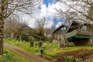 Rustic wooden houses with green roofs surrounded by spring daffodils and lush greenery under a cloudy sky. photo