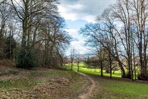 Scenic countryside path with lush green fields and bare trees under a cloudy blue sky. photo