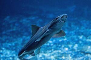submarino Disparo de un solitario tiburón nadando en el profundo azul océano. foto