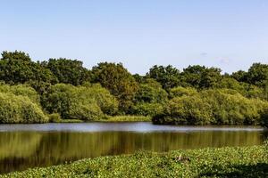 un grande cuerpo de agua rodeado por arboles foto