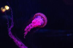 Graceful jellyfish swimming with tentacles trailing in a deep blue underwater scene illuminated by soft pink and purple lighting. photo