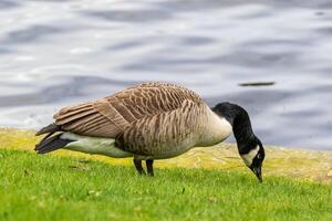 Canadian goose foraging on grass by a lake, with clear water background. photo