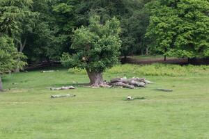 a large tree in a field photo