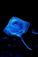 A serene blue stingray glides underwater with a dark background, highlighting its elegant shape and texture. photo